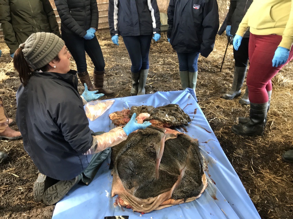 Sarah Finch delivering interactive workshop.