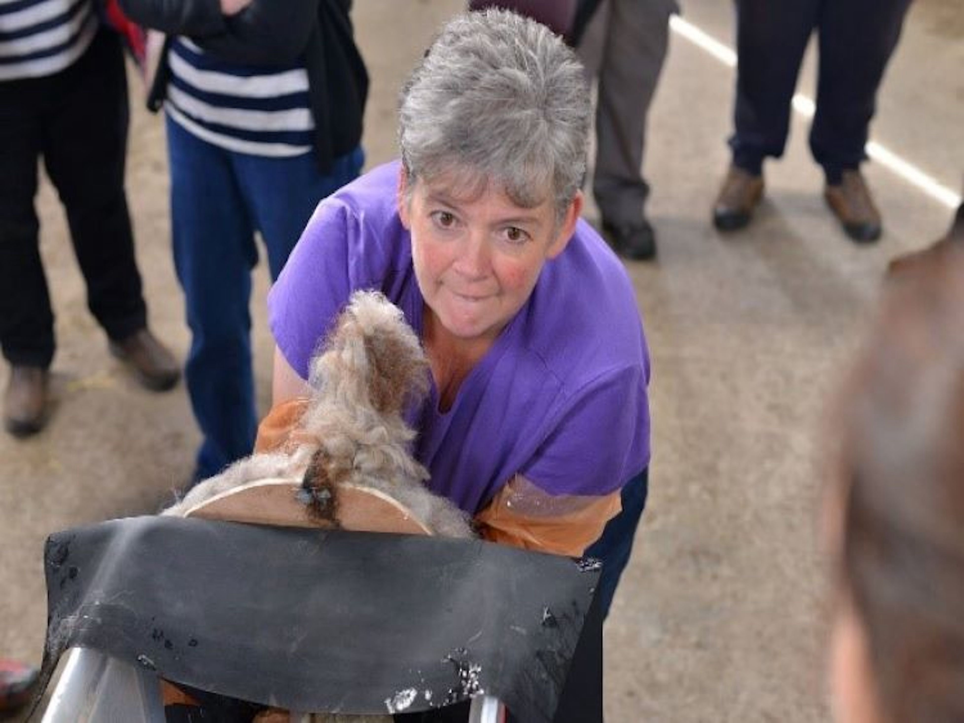 Alpaca birthing simulator in action!